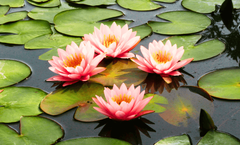 Moving Forward Staying Present