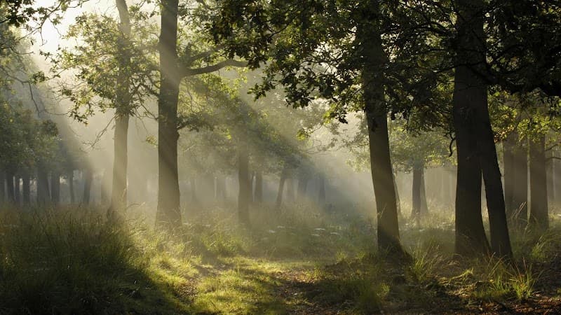 Wellsprings Solutions LLC