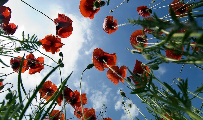 Awake Abiding - Somatic Trauma Healing