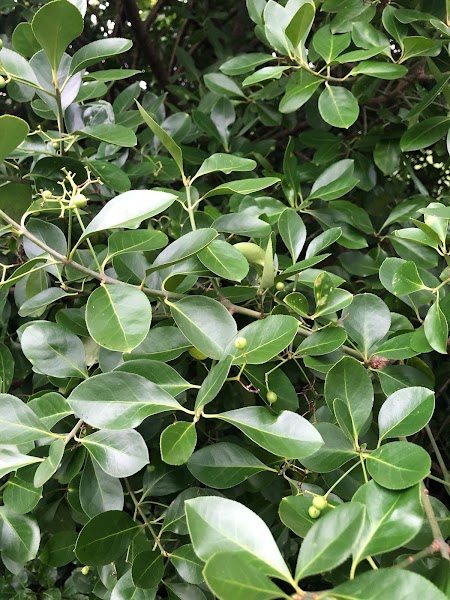 Deep Roots Counseling and Coaching