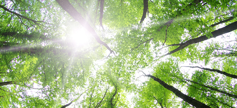 Old Tree Alchemy ~ Integrative & Sacred Healing Arts