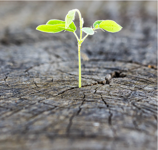 Psychiatry High Risk Program