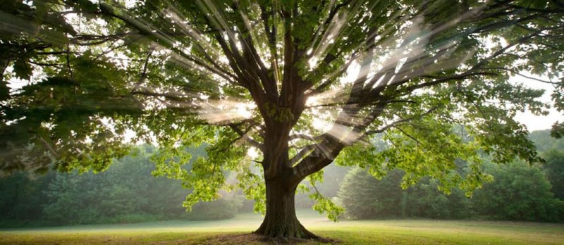 Sage Wellness Center