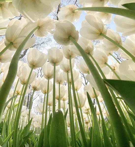 The Power Path, LLC, Tele-Counseling, Indigenous-Healing, Spiritual Intuitive Guide