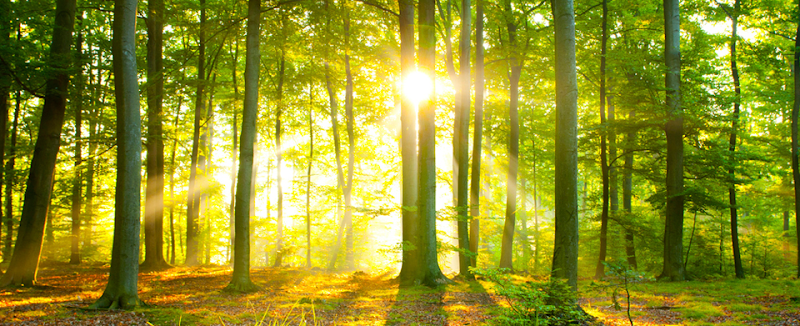 Willow Tree Therapy Center